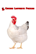 Chicken Labyrinth Puzzles